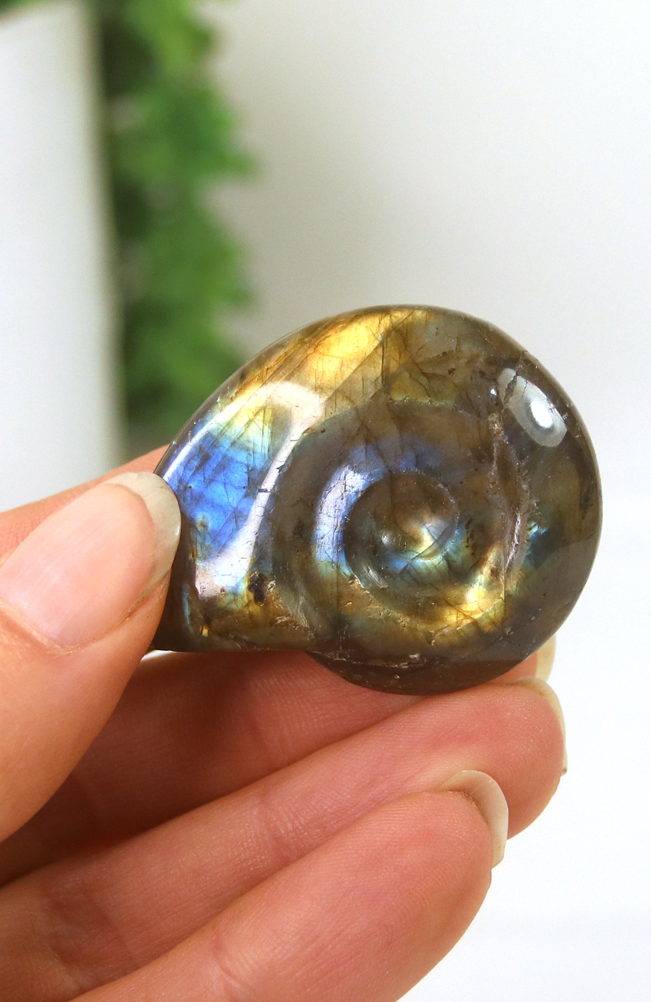 Labradorite Shell